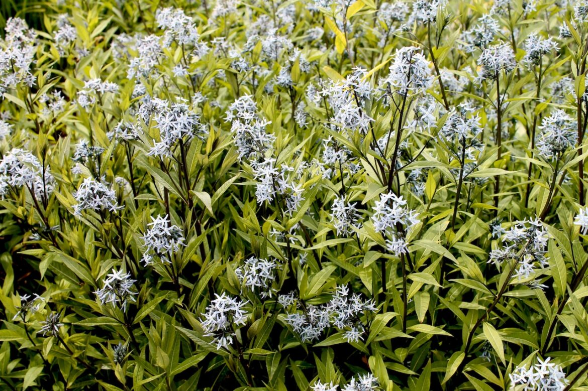 Gardening with George Weigel: Which plants are the best for your yard? Try these 2026 award-winners Bluestar 'Storm Cloud'