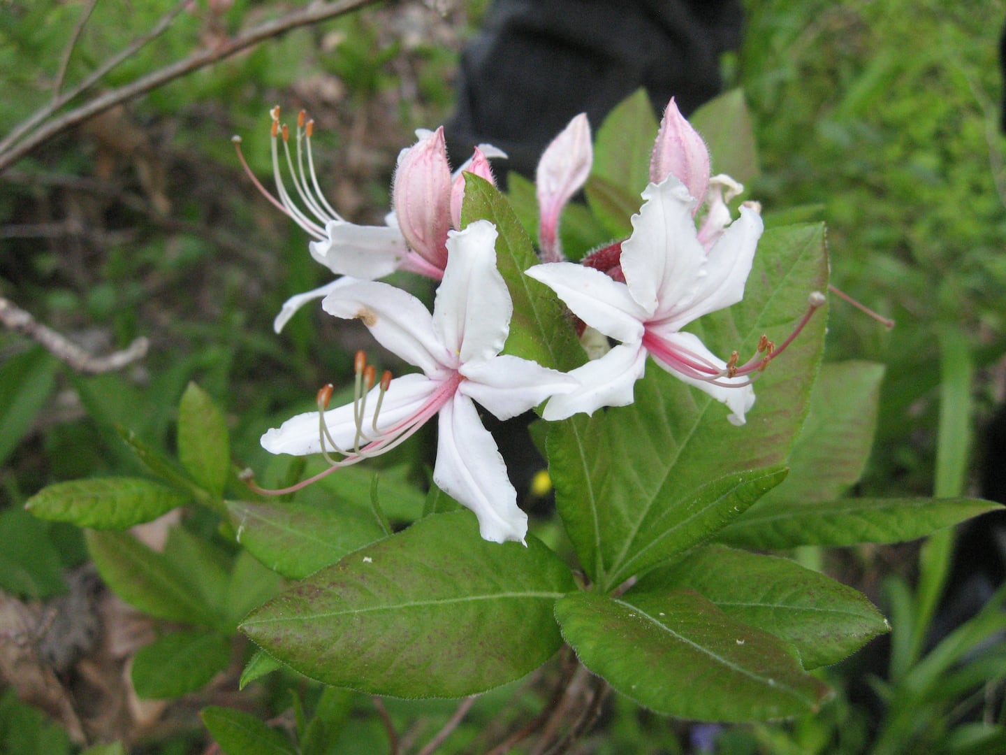 An up-close look at some pinxter azalea.