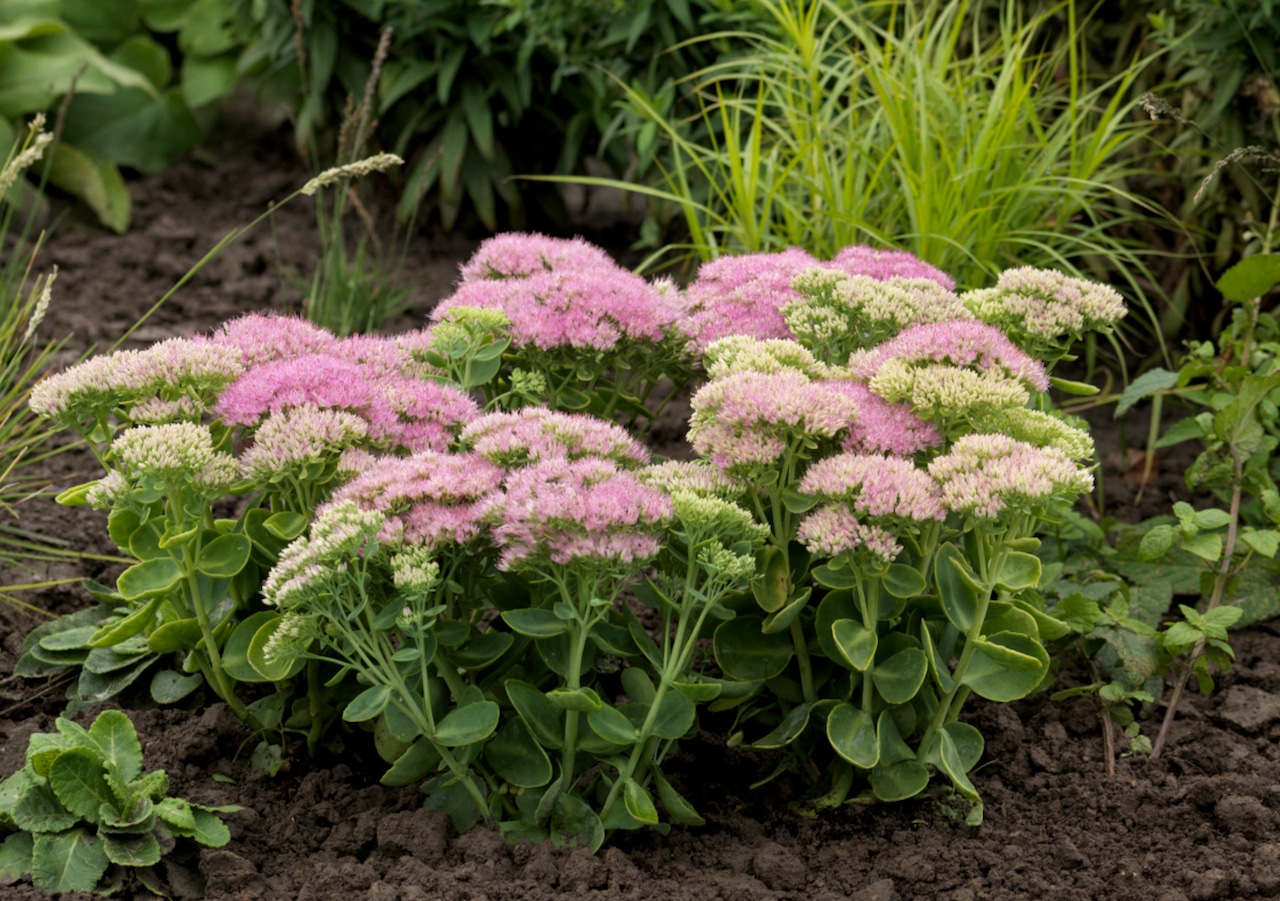 Sedum Spectacular