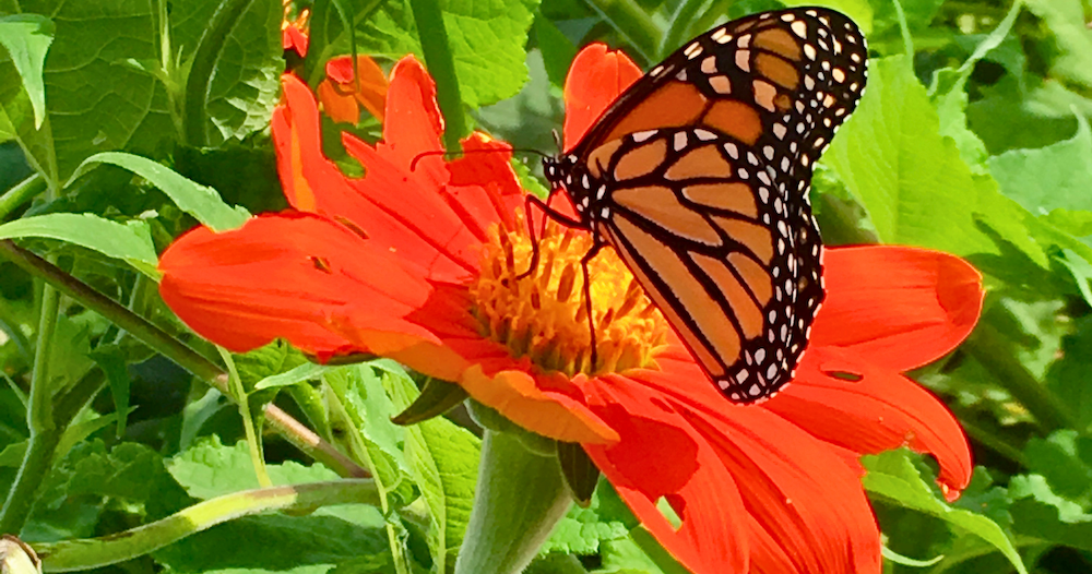 Philly gardeners can plan a day trip to this plant sale with hundreds of options in Carlisle this May Philly gardeners can plan a day trip to this plant sale with hundreds of options in Carlisle this May