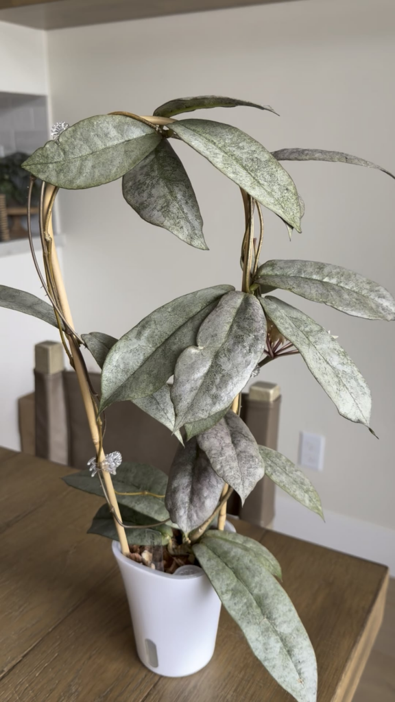 Hoya Mitrata (Borneo, Silver) Maiden bloom Hoya Mitrata (Borneo, Silver) Maiden bloom