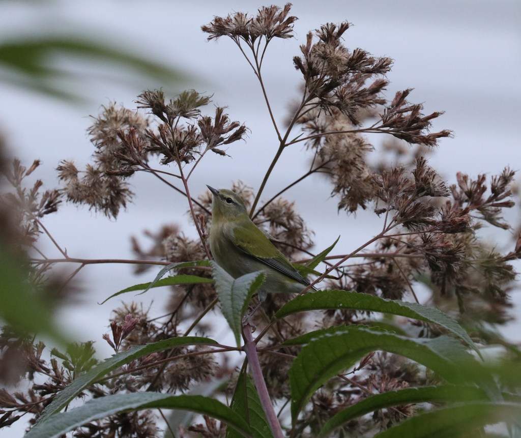 Black River Audubon native plant program is May 5 – Morning Journal Black River Audubon native plant program is May 5 – Morning Journal