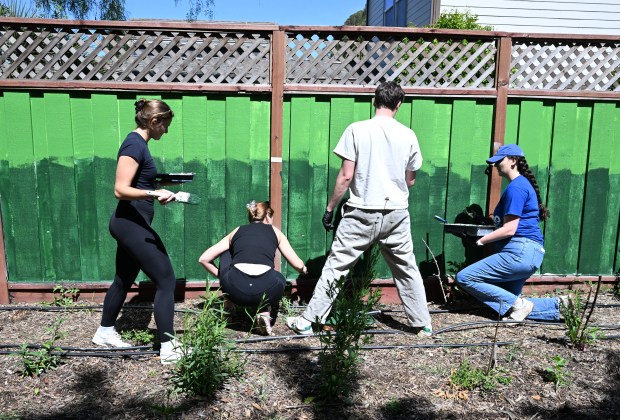 Students from Touro University volunteer to paint the background for a new People's Garden mural on Thursday. (Chris Riley/Times-Herald)