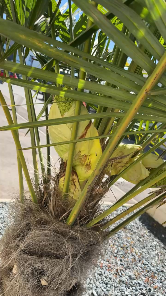 Weird banana caviar thing in my palm tree