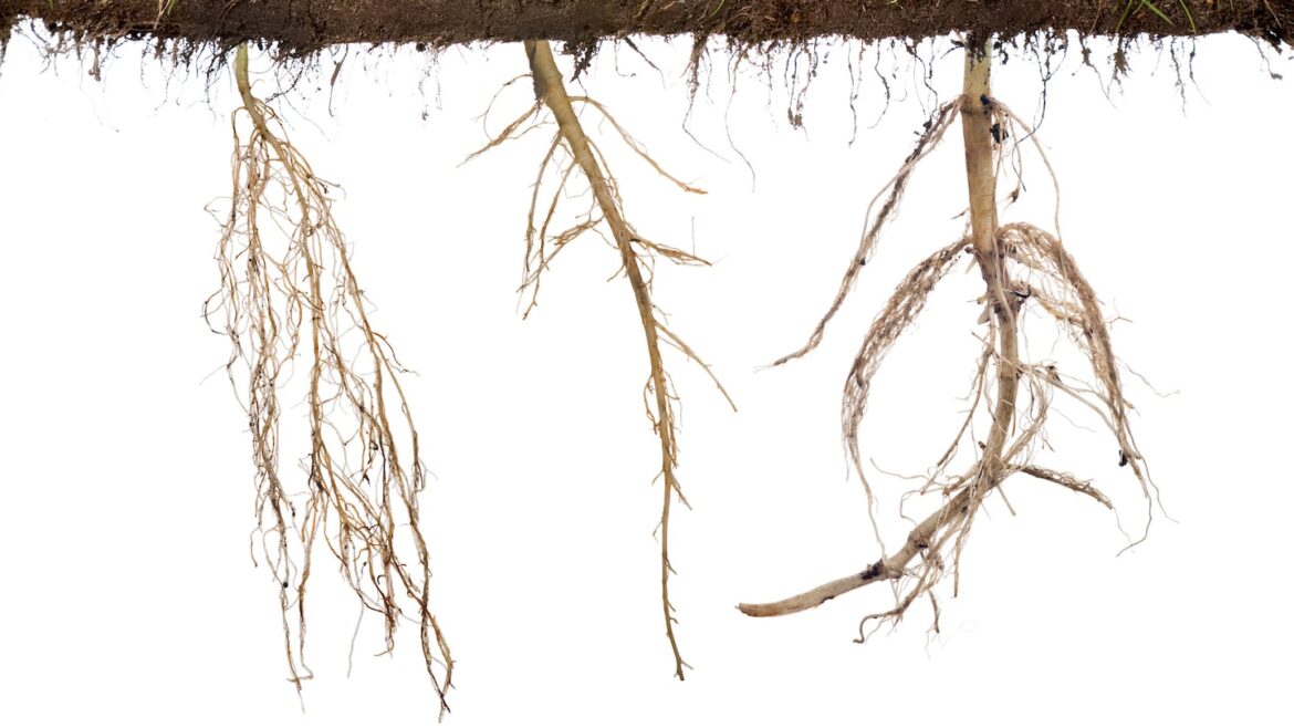 The glorious toil of taking care of a very big meadow Three long roots against a white background emerge from the underside of dirt.