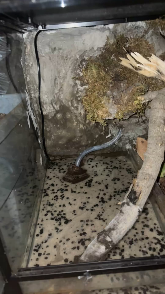 Would this setup be okay for a small a milksnake? Would this setup be okay for a small a milksnake?