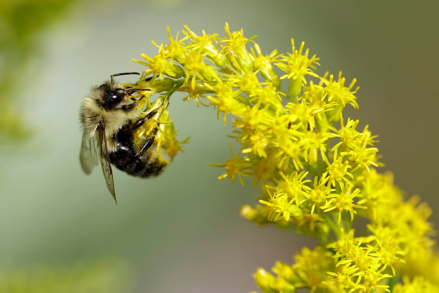 Goldenrod is one of many plants great for warding off rabbits.