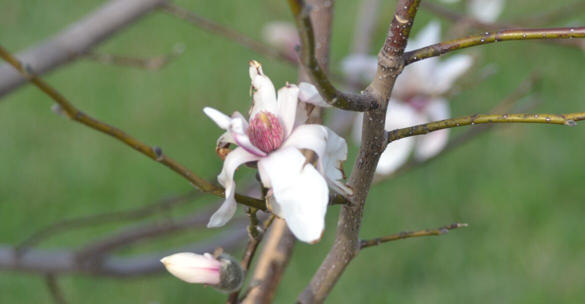 A Stroll Through the Garden: Magnolia season is here