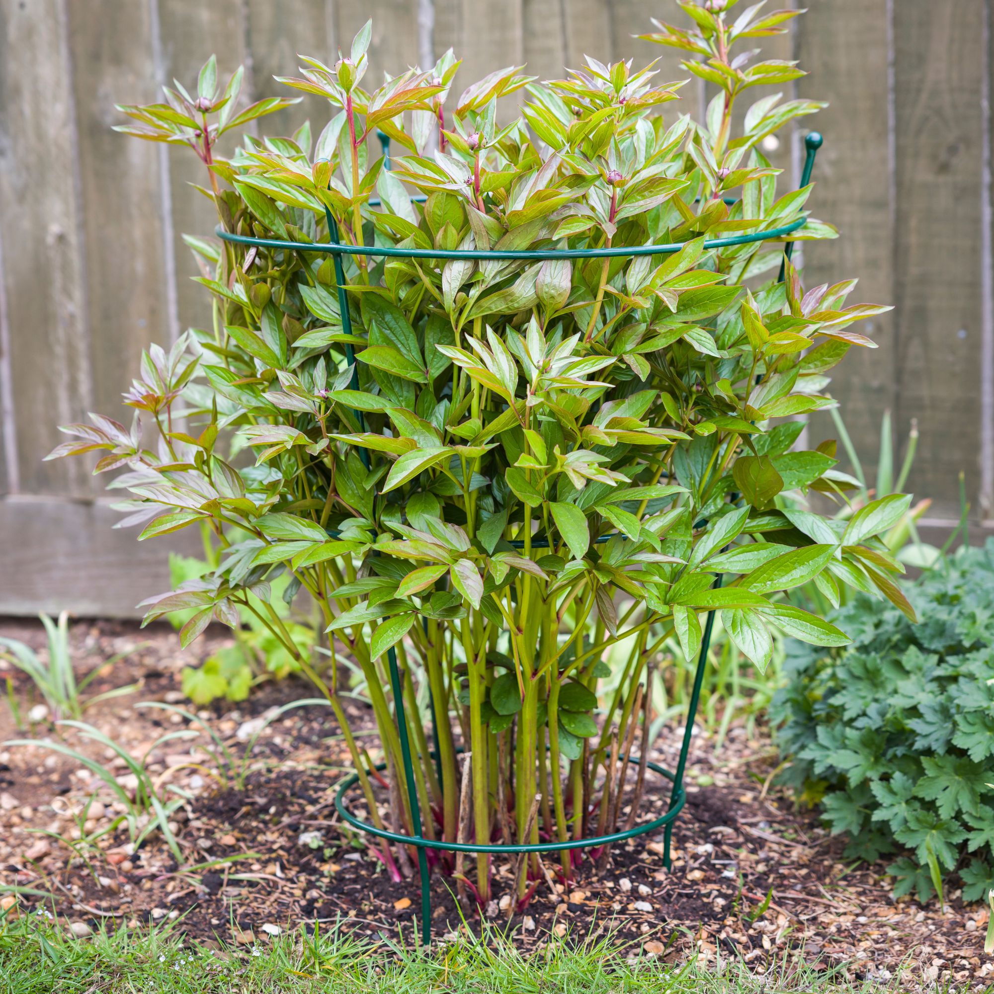 peony support