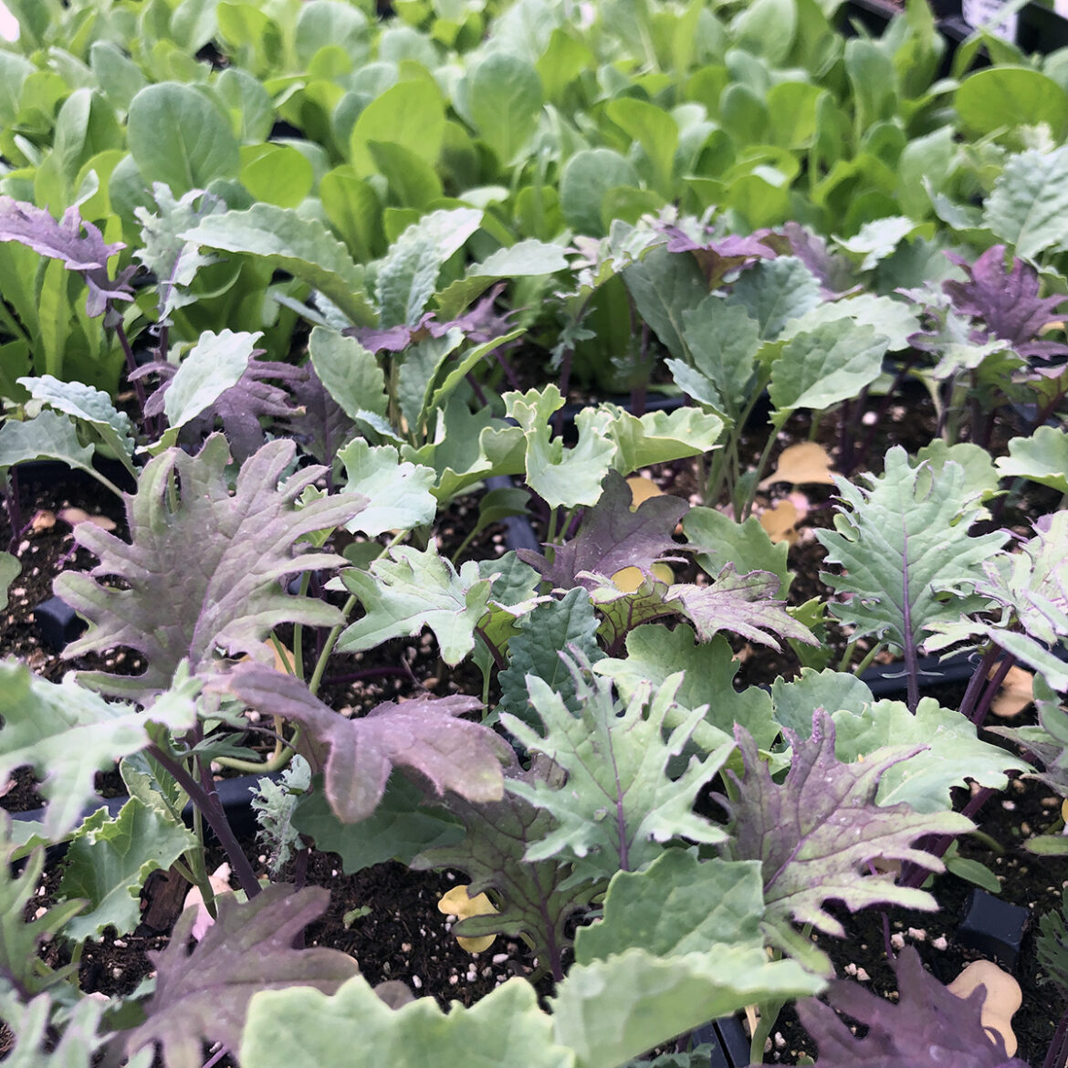 In the Garden: Early starts for early harvests In the Garden: Early starts for early harvests