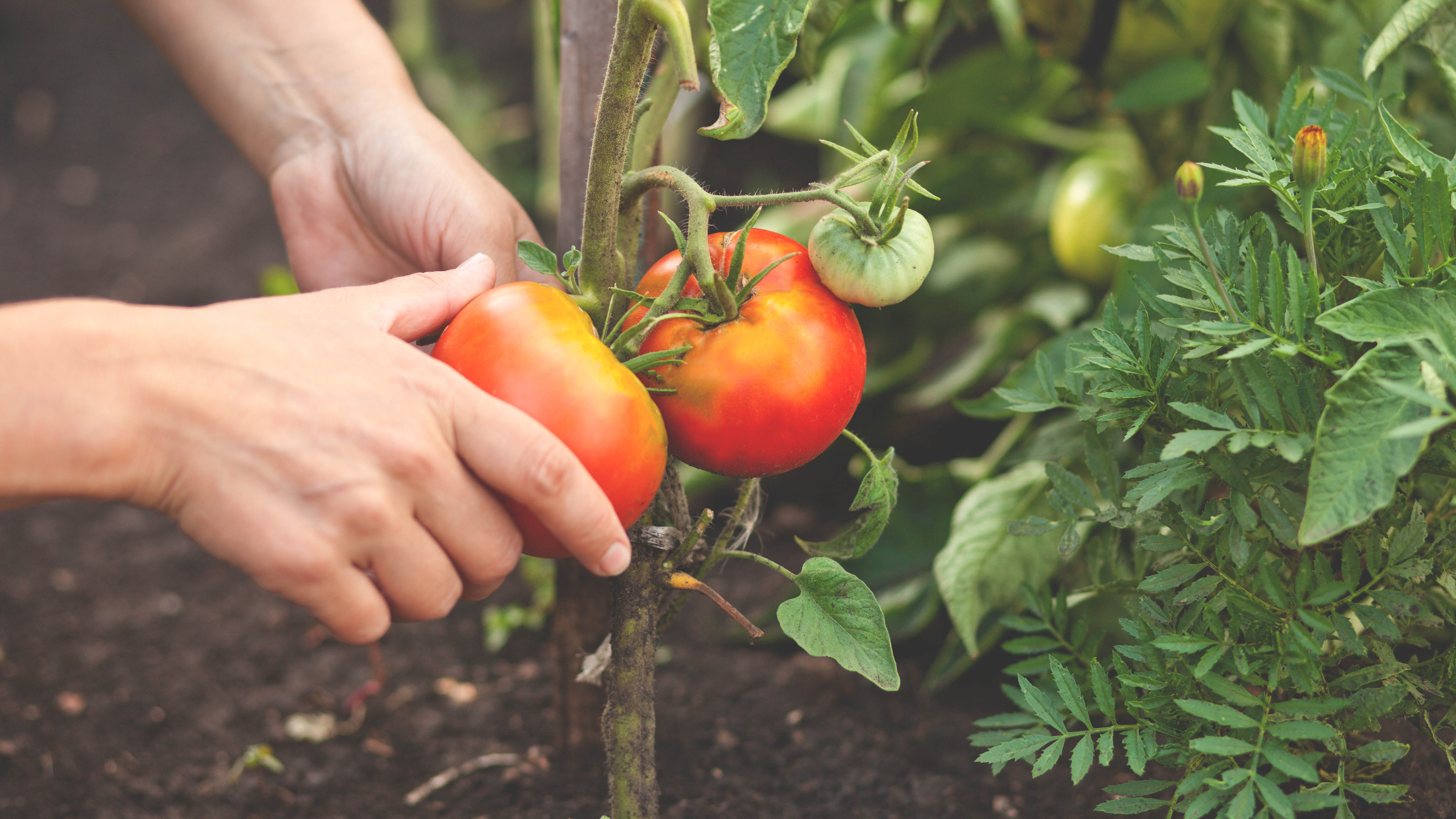 Someone picking tomatoes from a tomato plant