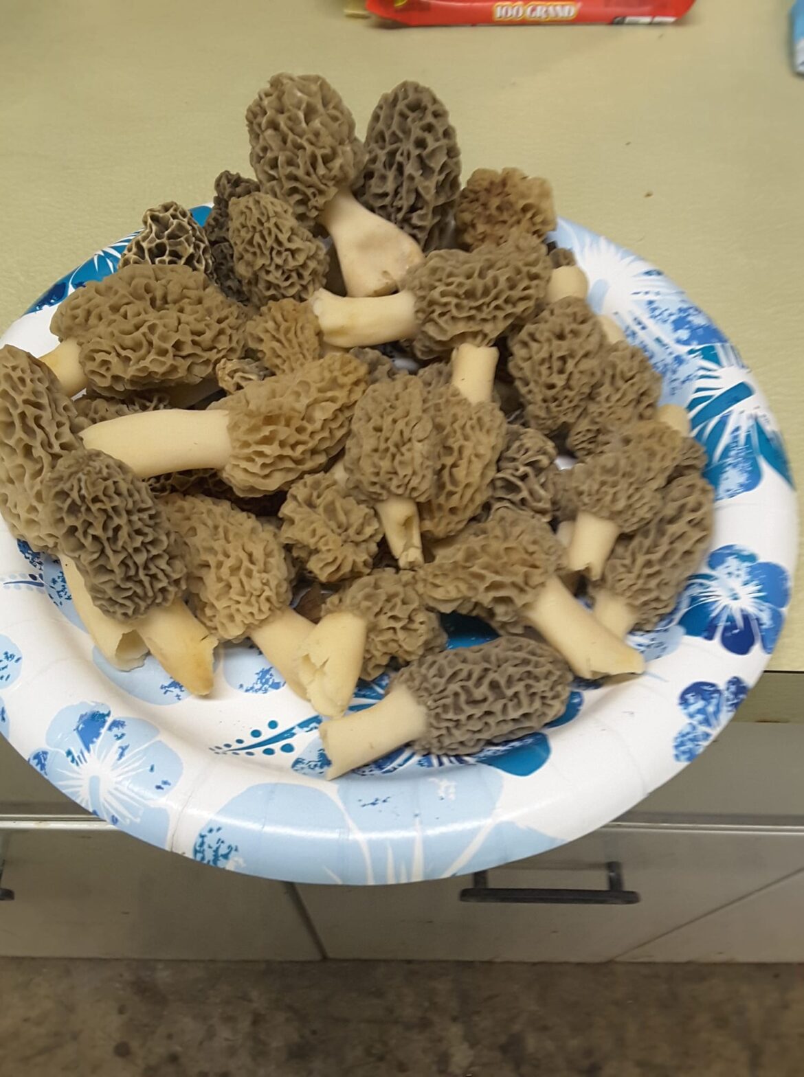 A Stroll Through the Garden: Morel mushrooms are almost here A Stroll Through the Garden: Morel mushrooms are almost here