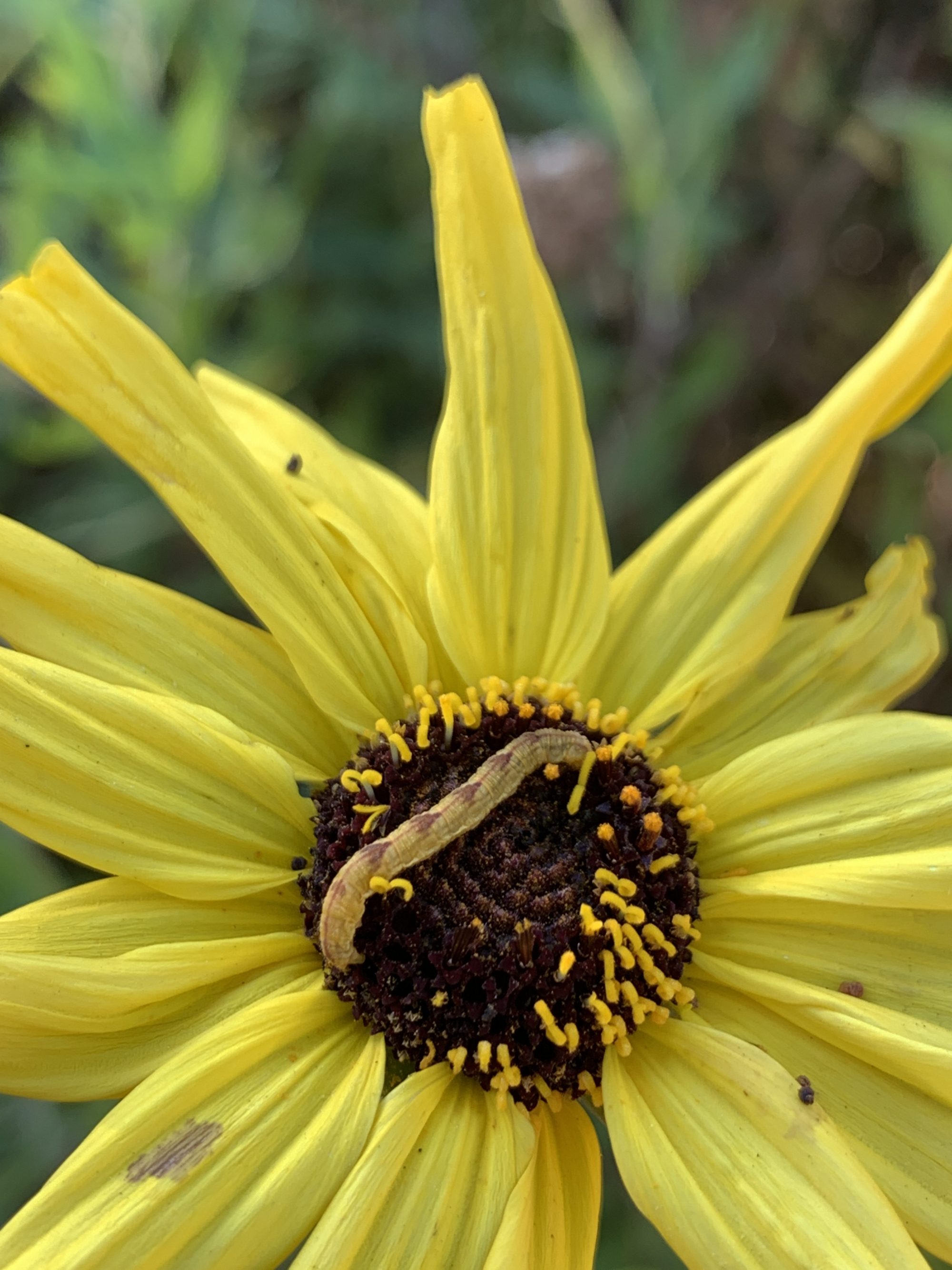 caterpillar