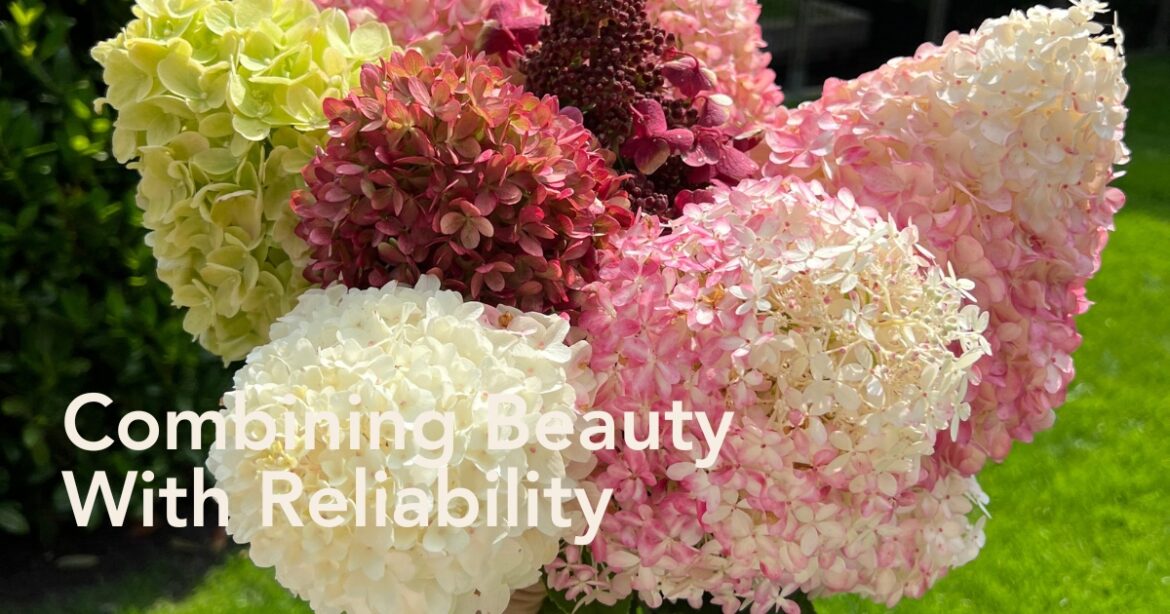 The Living Creations® Hydrangea Series Combines Beauty and Reliabil… Michael