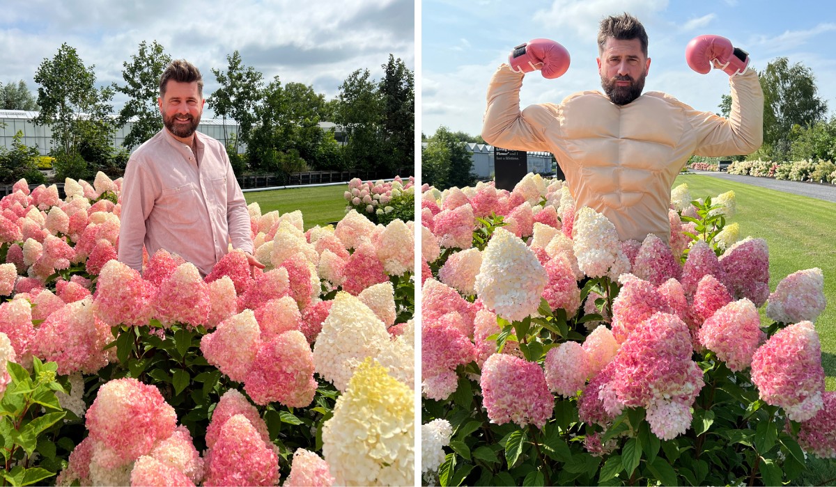 Living Creations® Hydrangeas The Living Creations Hydrangea Series: Dutch Innovation in Garden Beauty