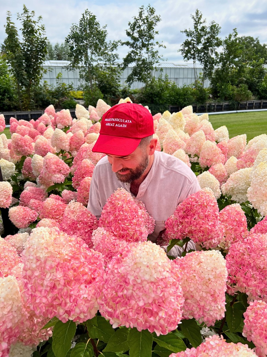 The Living Creations Hydrangea Series: Dutch Innovation in Garden Beauty