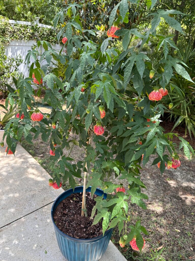 My Chinese lantern plant is going crazy!