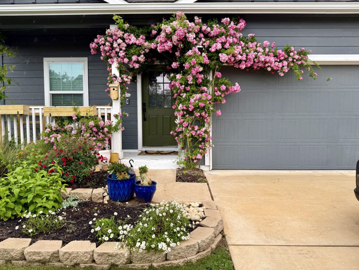 My Peggy Rose came to life this spring