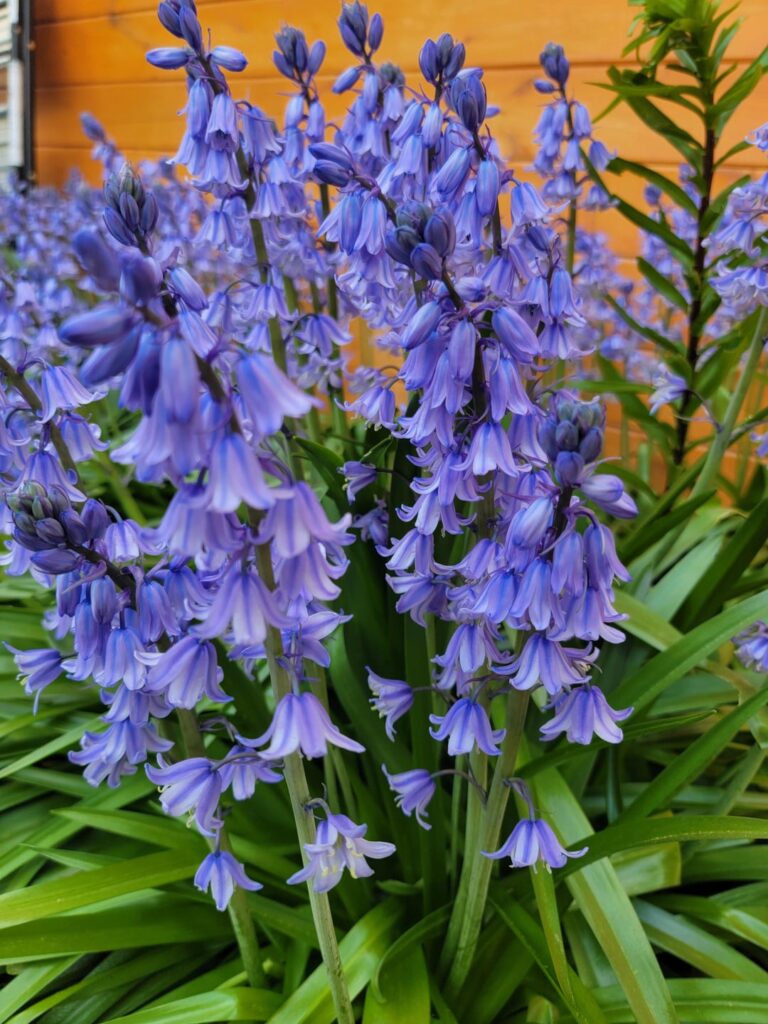 My Spanish bluebells