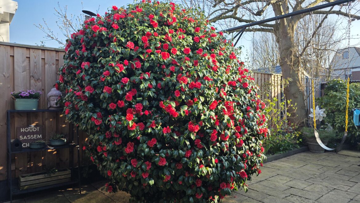 My amazing Camelia !