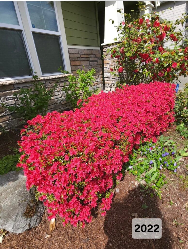 My azaleas used to be glorious in 2022. Now only half the bush blooms. What’s going wrong?