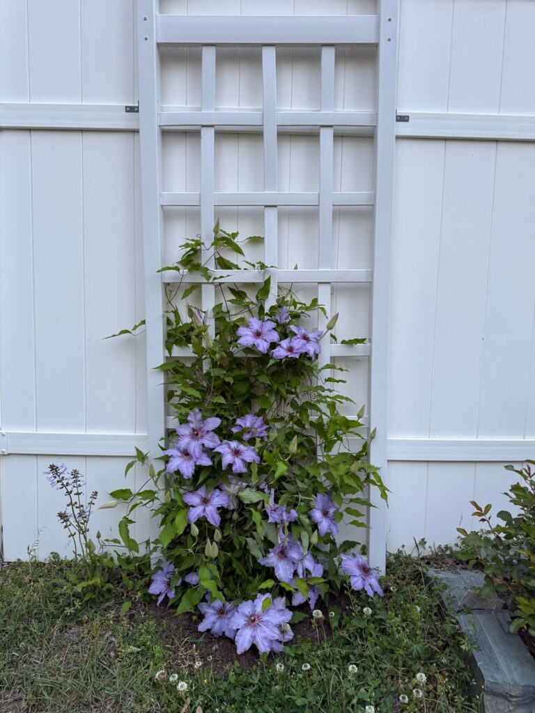 My beautiful Clematis vines