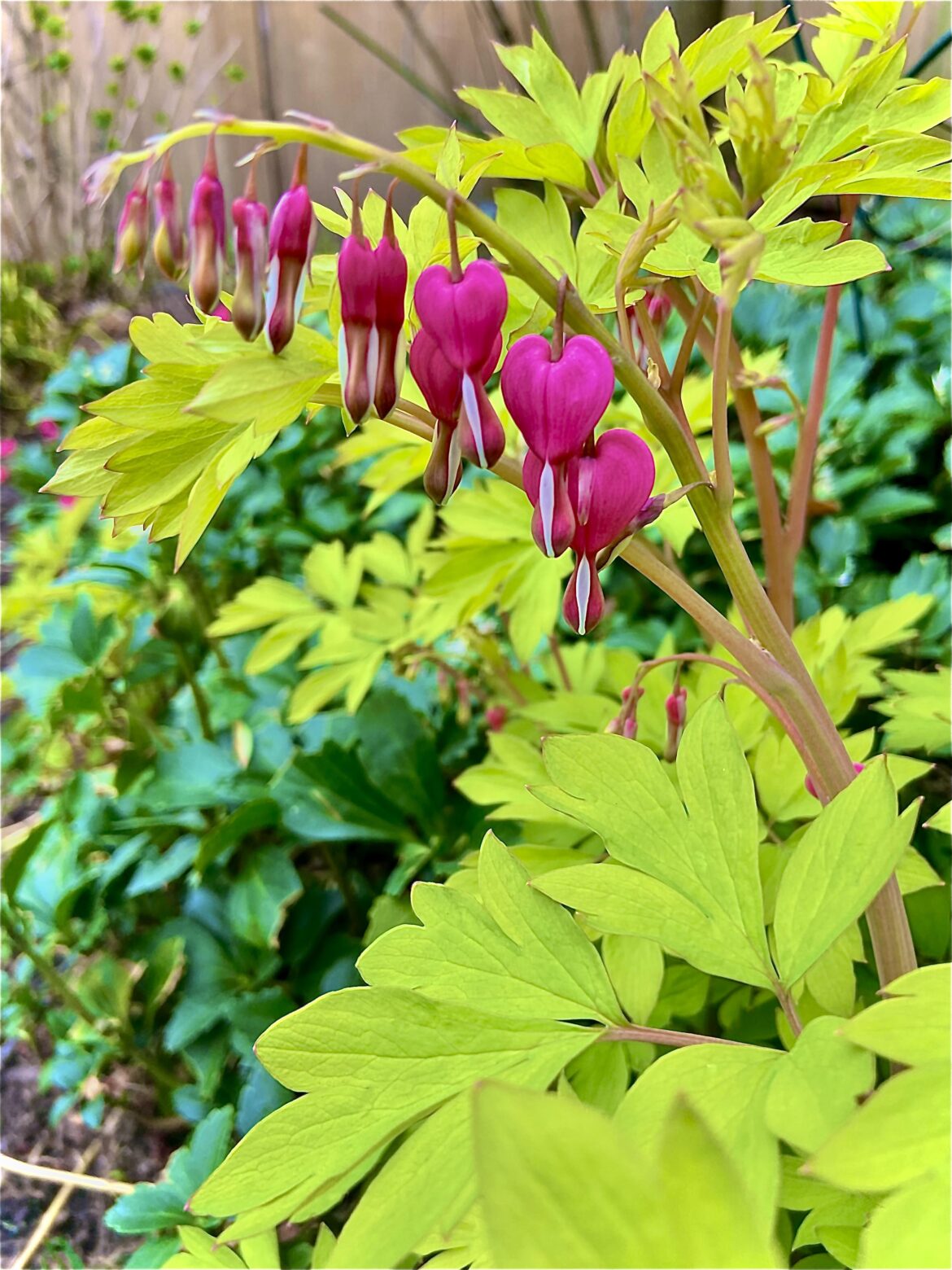 My bleeding heart in all its glory - doesn’t get much better than this! 💕💕