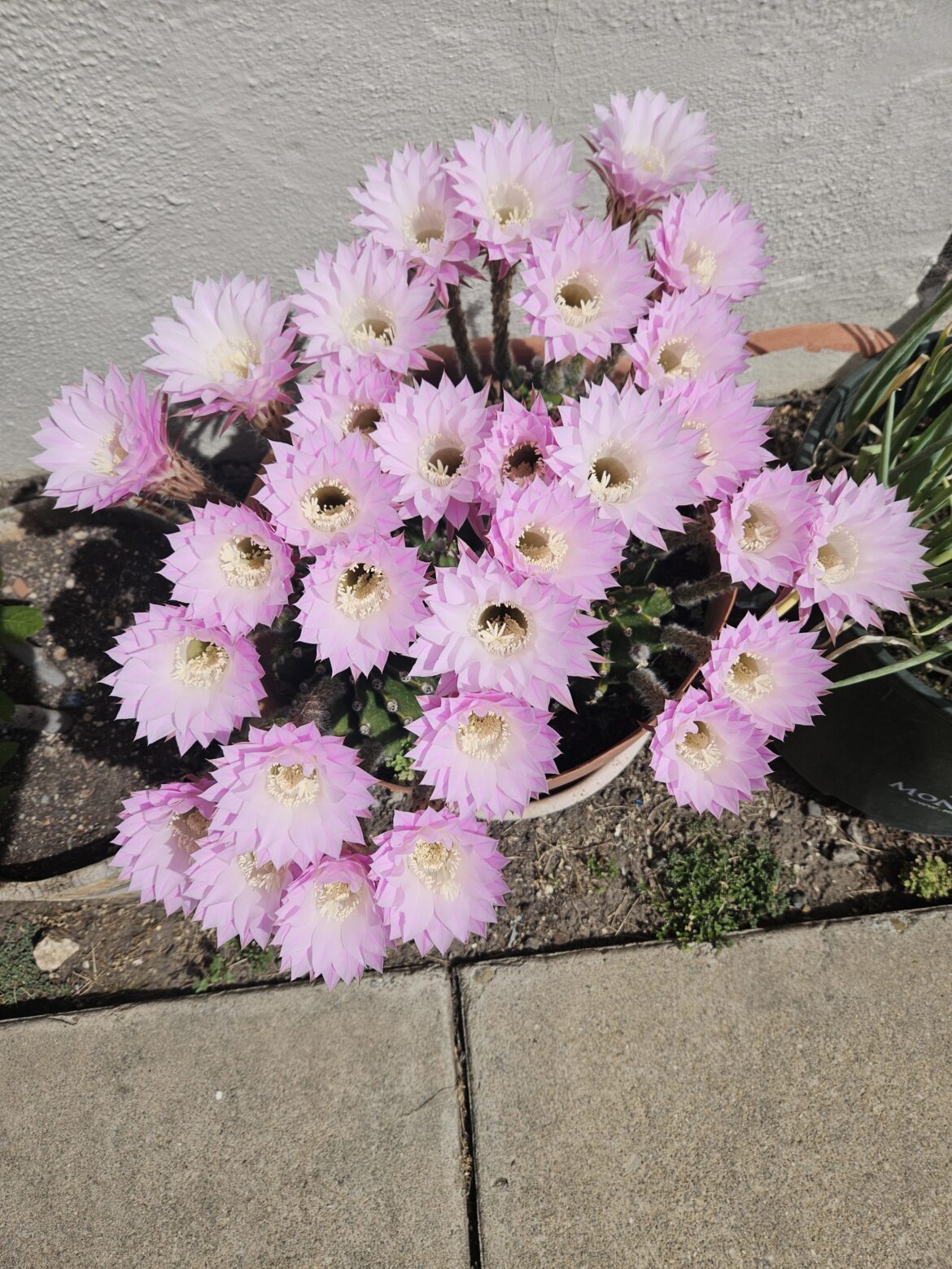 My cactus is cactusing!