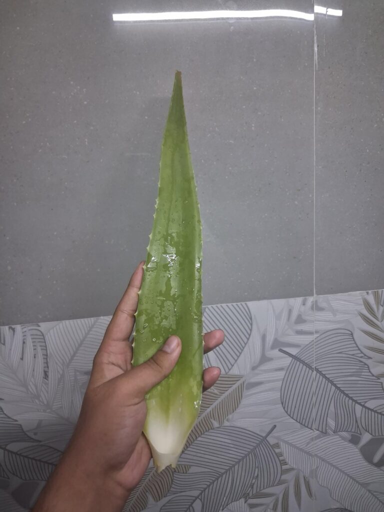 My chunky aleo leaf turned to aleo gel