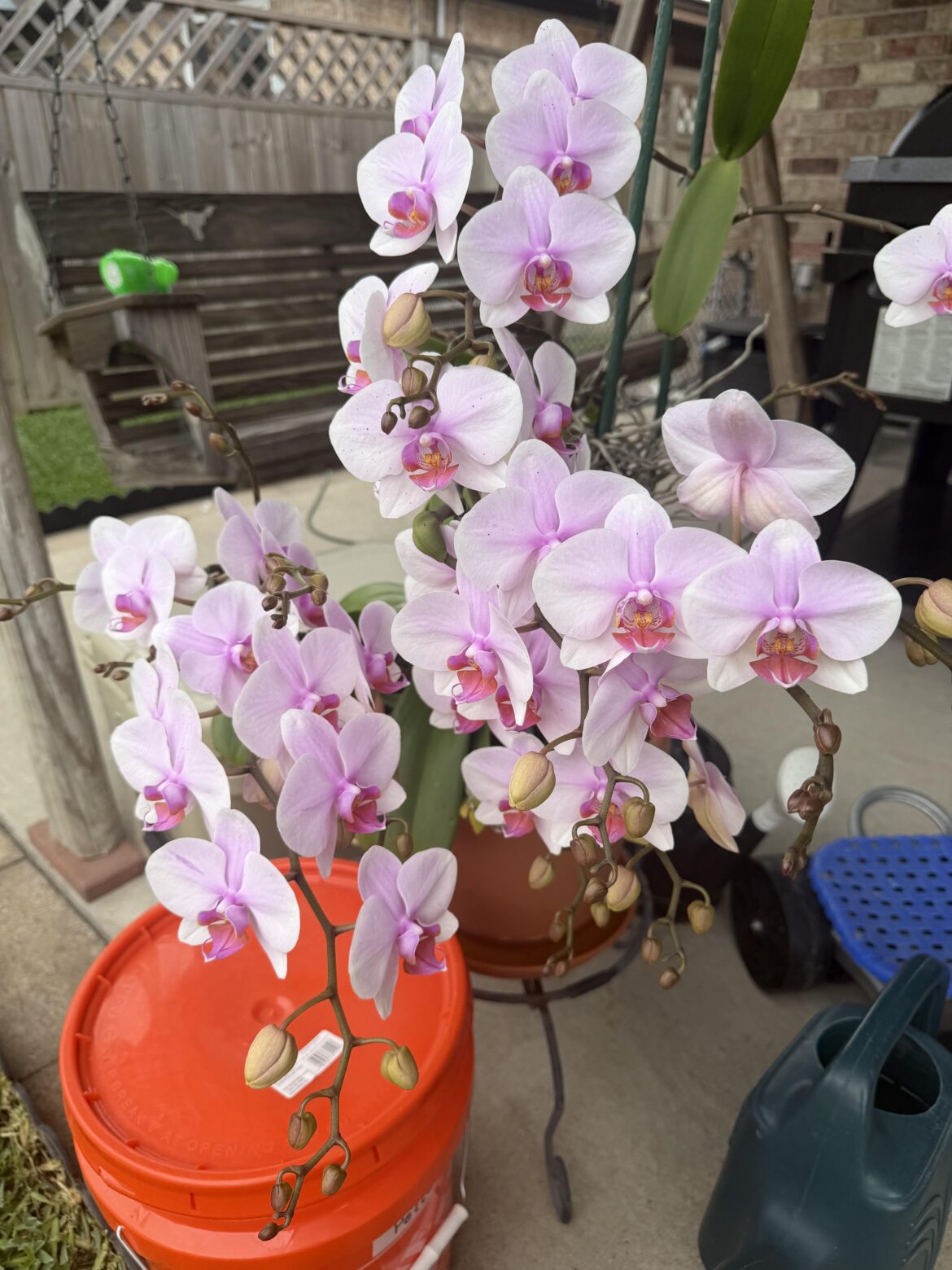 My dad’s Orchid is just showing off at this point