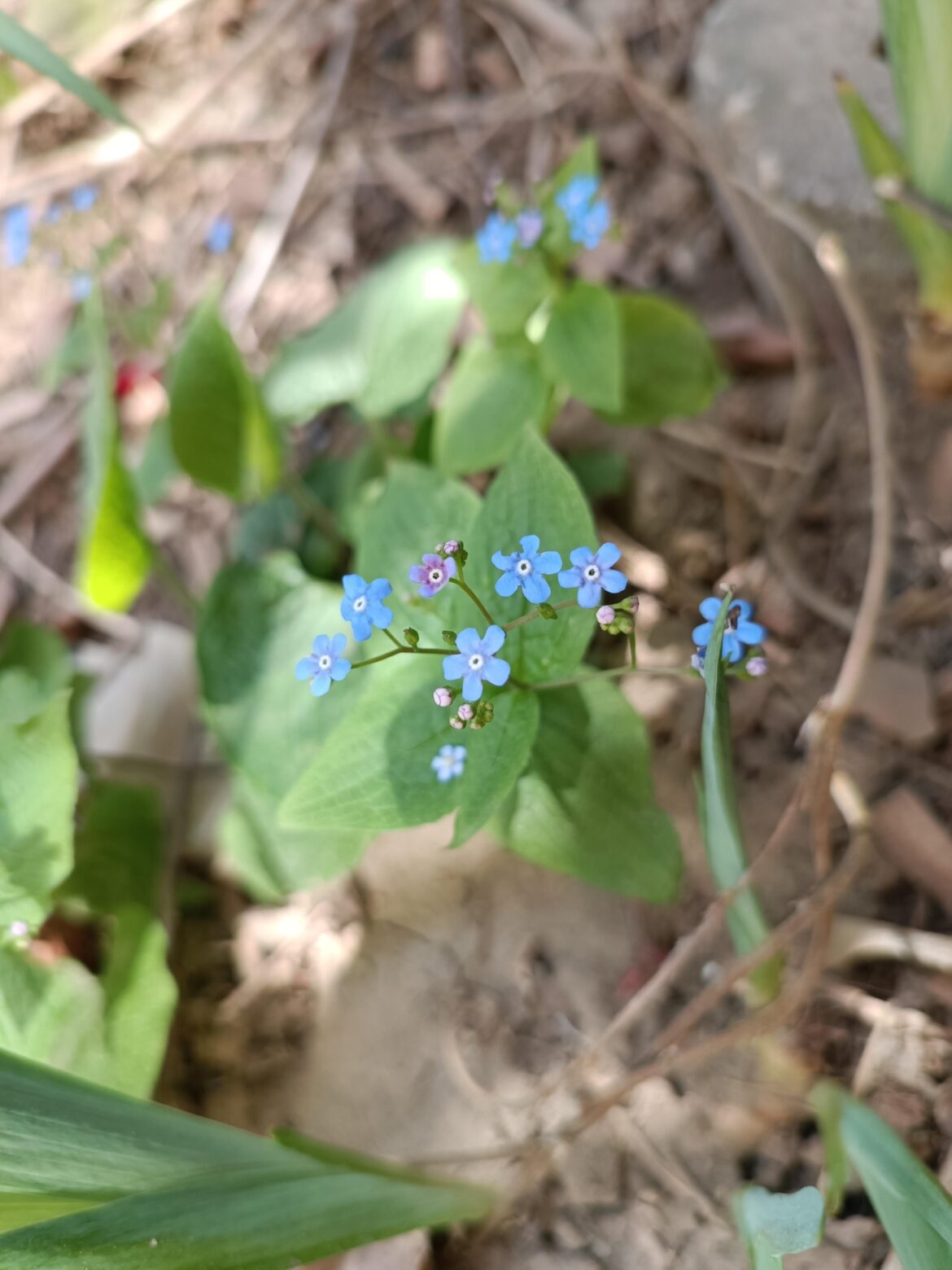 My favourite - forget-me-not