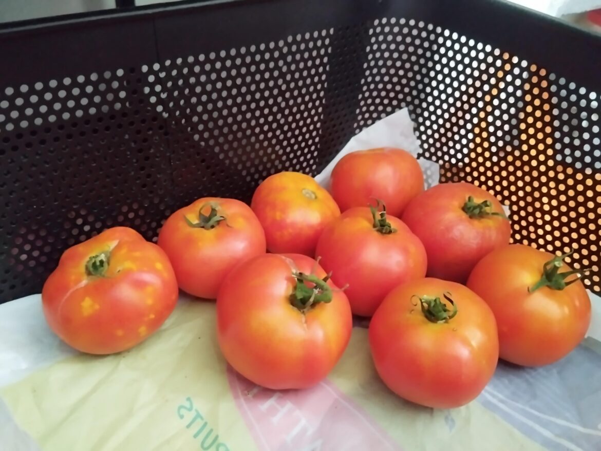My first Tomato harvest