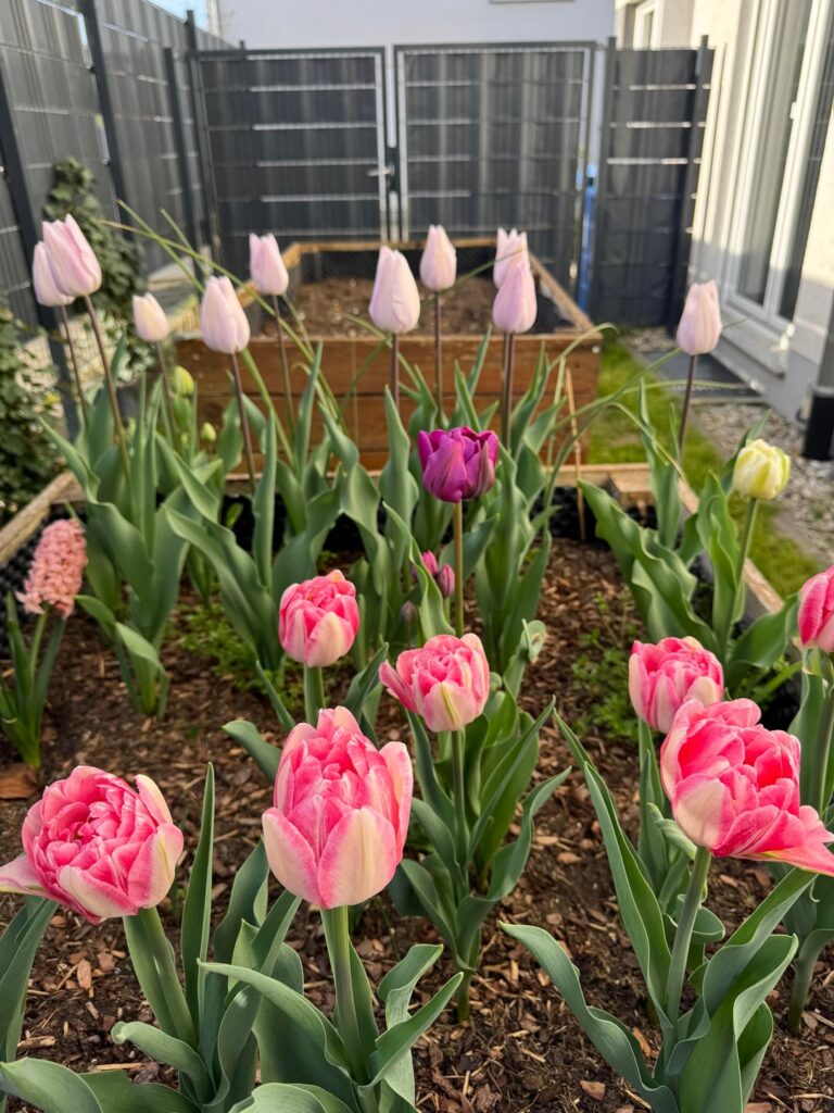 My first cut-flower harvest🌷