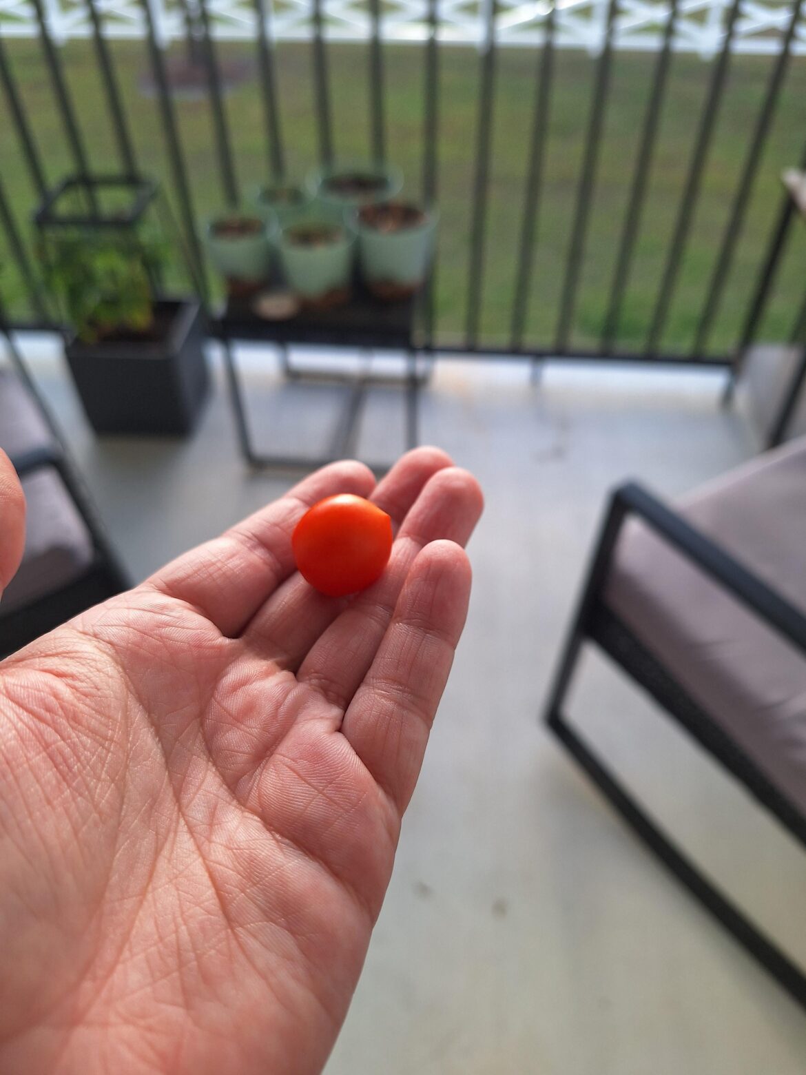 My first ever tomato!!!!!!