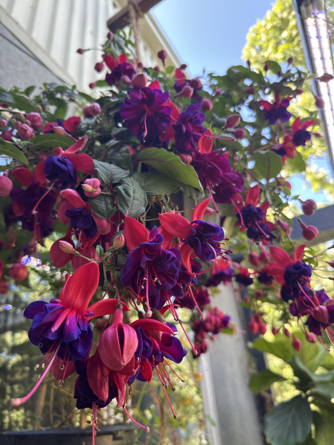 My fuchsia seems to be pretty happy