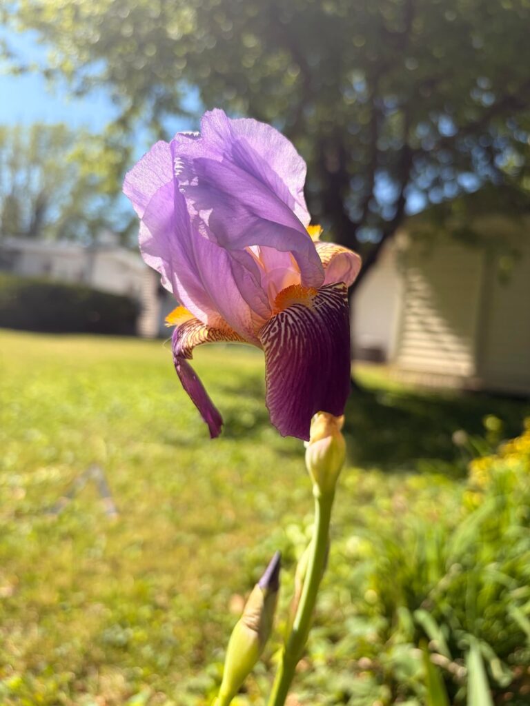 My garden right now! I planted these irises three years ago and they have never bloomed and they finally bloomed today! I didn’t even remember they were supposed to be so beautiful!