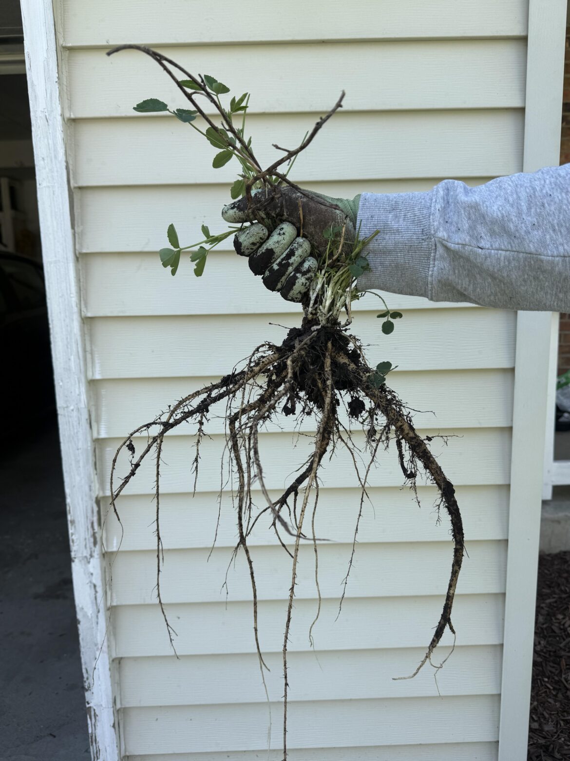 My husband pulled out a mandrake