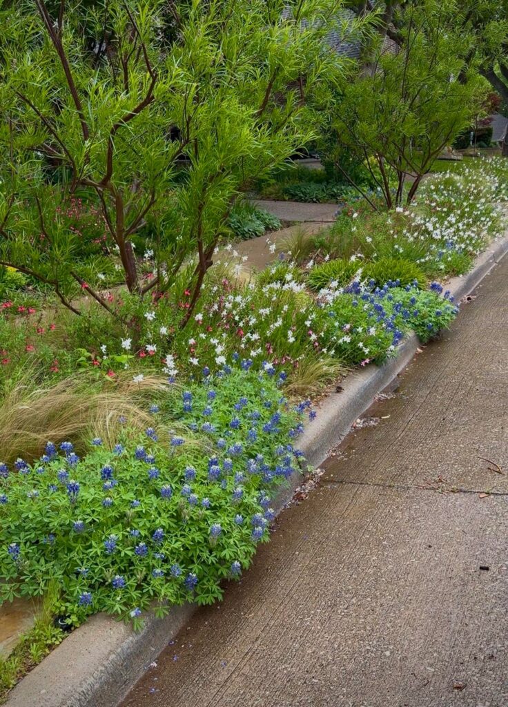 My north Texas front yard looking especially nice after a spring rain. (Bonus before pic)