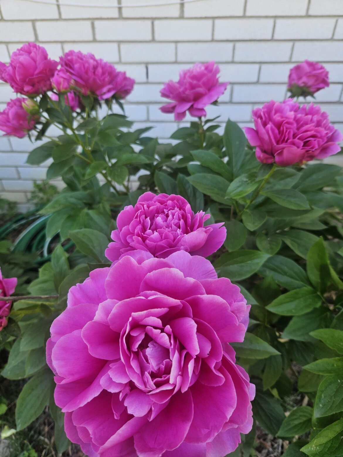 My peonies are sogood this year.