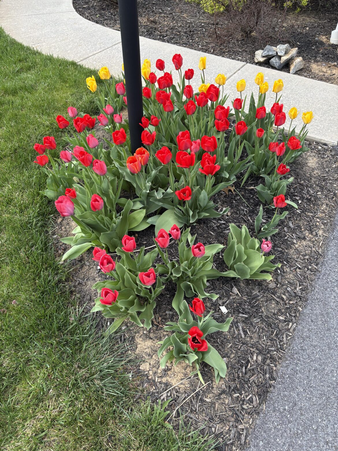 My tulips!