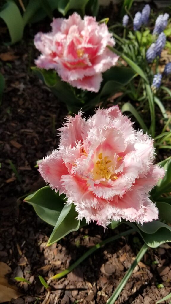 My tulips garden this year
