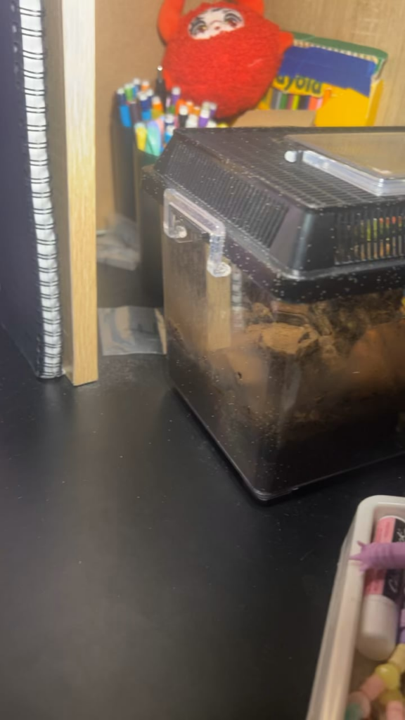 Springtail Infestation in my Isopod Terrarium Springtail Infestation in my Isopod Terrarium