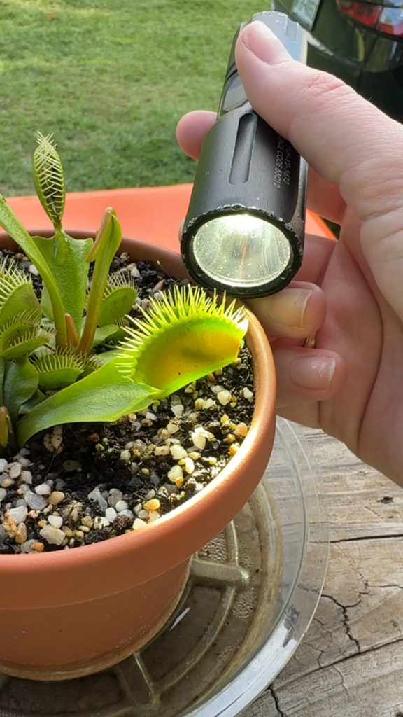 Delightfully creepy little plant