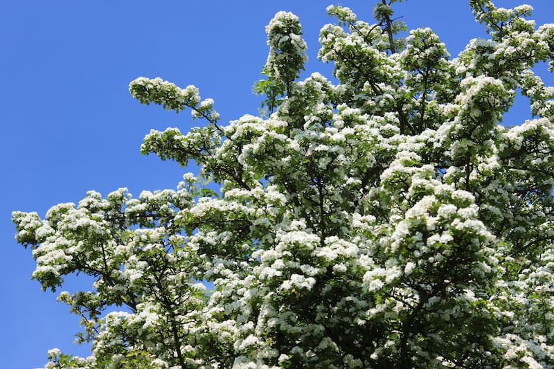 The common hawthorn, Crataegus monogyna, is a woody shrub native to Ireland. Photograph: Getty Images