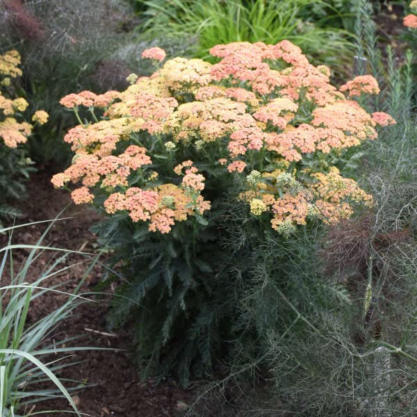 0.65 Gallon Firefly Peach Sky Yarrow (achillea) Live Plant, Pink Flowers