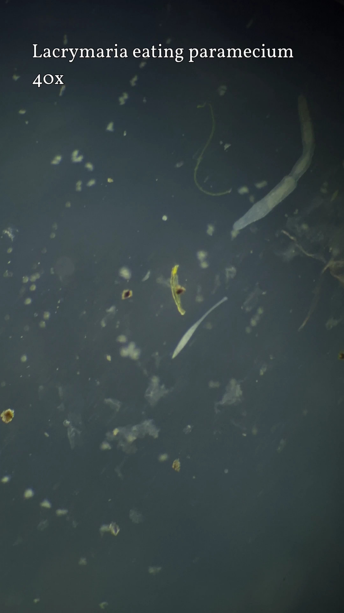 My jarrarium started to have its first Lacrymaria olors. Here's one eating a paramecium