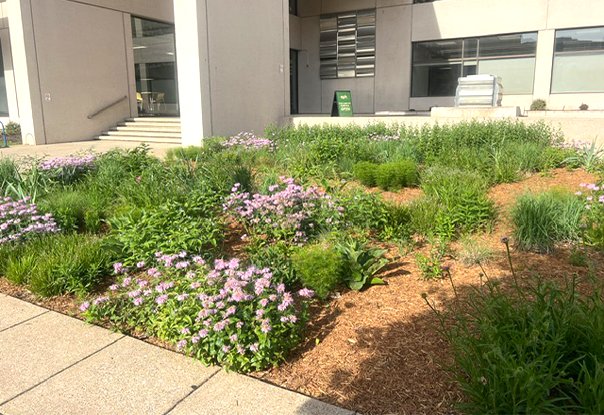Native Oasis Garden Celebrates A Year Of Thriving At The Downtown Public Library Native Oasis Garden Celebrates A Year Of Thriving At The Downtown Public Library