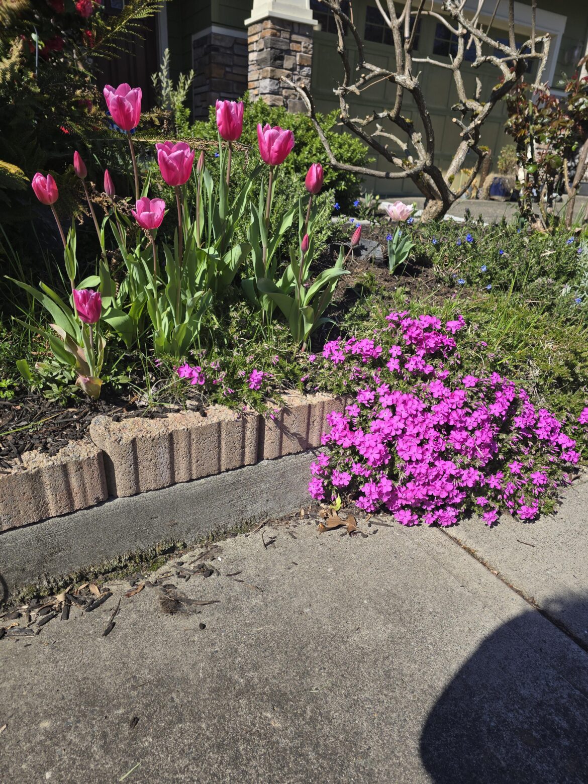 Neighbor keeps stealing my plants—caught her hiding one in her stroller Neighbor keeps stealing my plants—caught her hiding one in her stroller