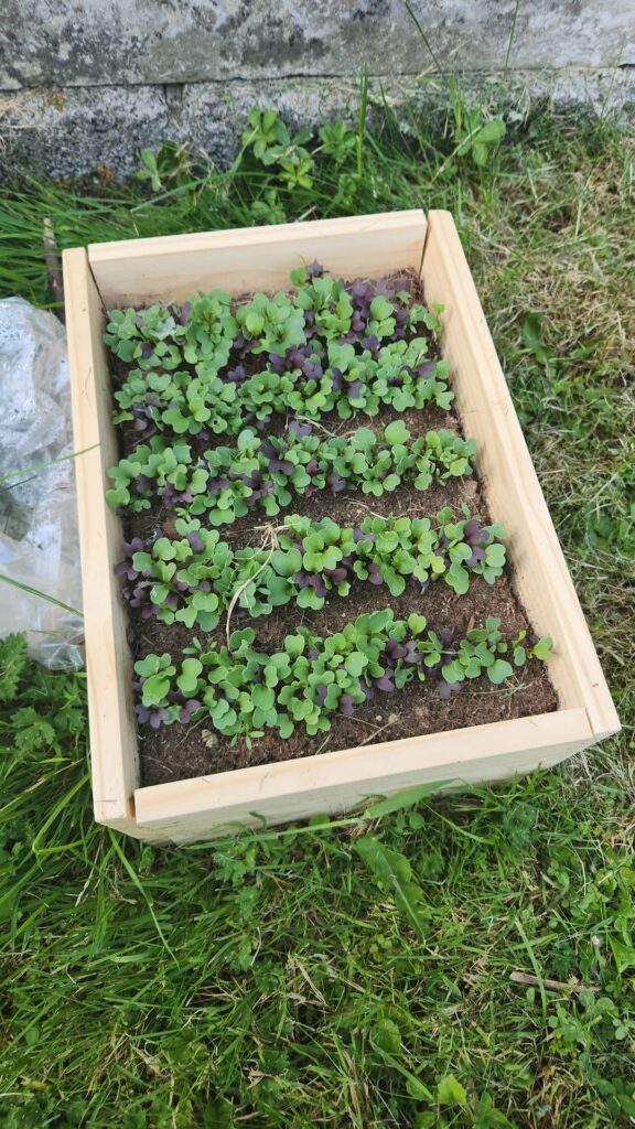 Neighbours’ pest destroyed my lettuce while I went on vacation Neighbours' pest destroyed my lettuce while I went on vacation