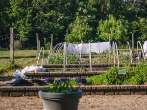 Dickson garden